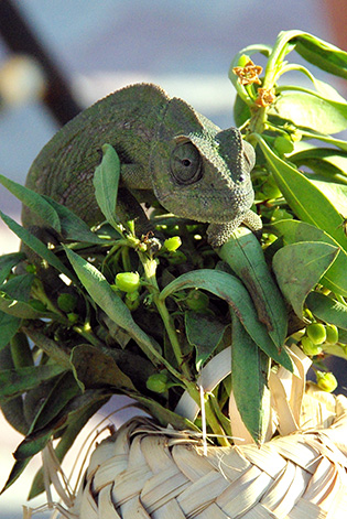 Caméléon vert
